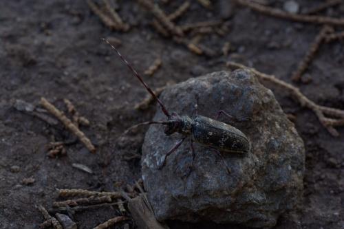 Réf. 241 147 : Monochamus galloprovincialis